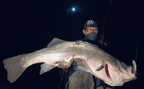 ヒラスズキの釣果