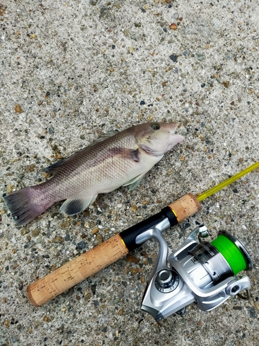 コブダイの釣果