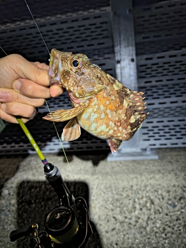 カサゴの釣果