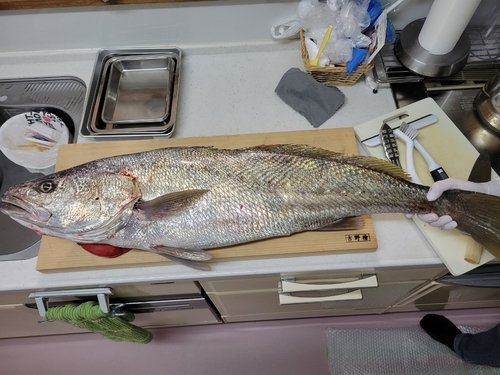 オオニベの釣果