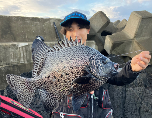 イシガキダイの釣果