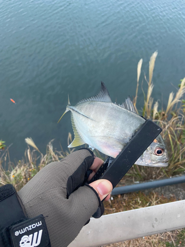 メッキの釣果