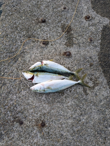 ハマチの釣果