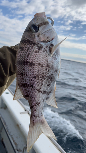 シロダイの釣果