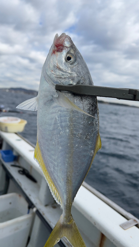 シマアジの釣果