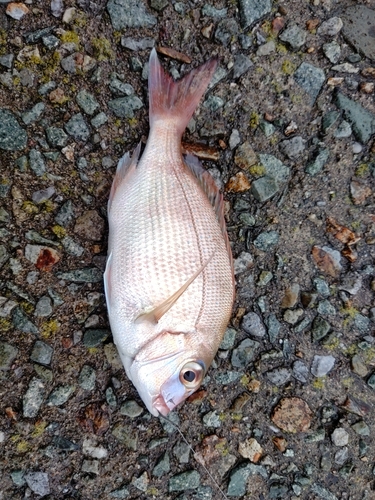 マダイの釣果