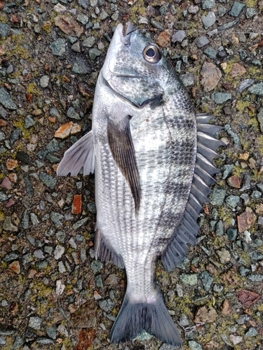 クロダイの釣果