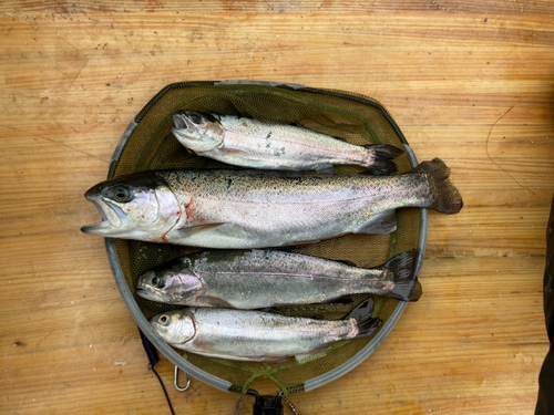 ニジマスの釣果