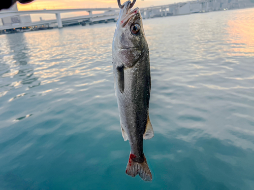 シーバスの釣果