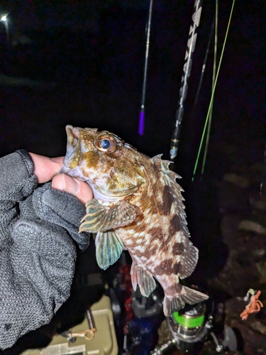 カサゴの釣果