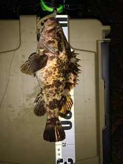 タケノコメバルの釣果