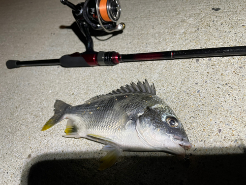 キビレの釣果