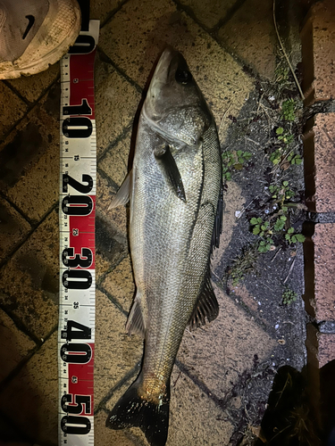 シーバスの釣果