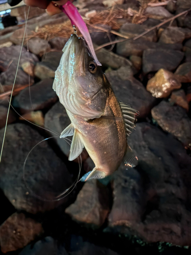 セイゴ（マルスズキ）の釣果