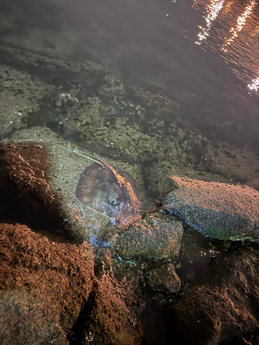 アカエイの釣果