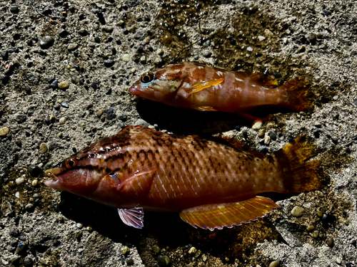 アカササノハベラの釣果