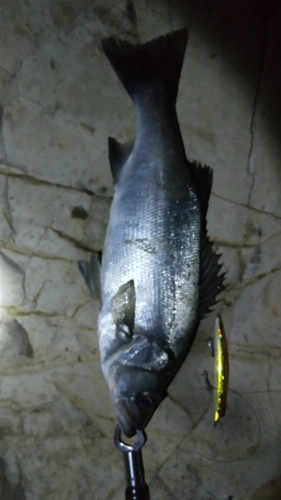 釣果