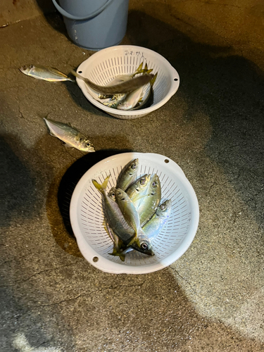 アジの釣果