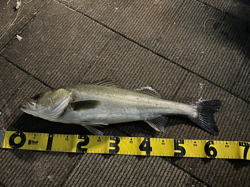 シーバスの釣果