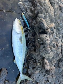 ハマチの釣果