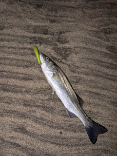 セイゴ（マルスズキ）の釣果