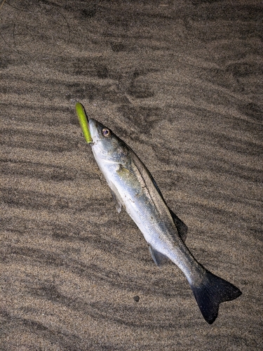 セイゴ（マルスズキ）の釣果