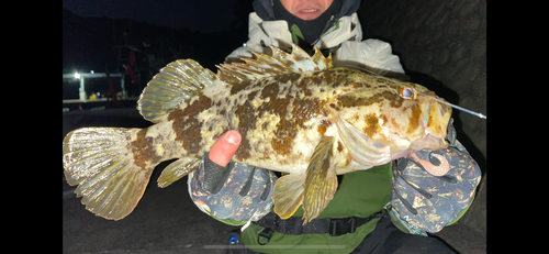 ベッコウゾイの釣果