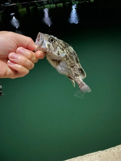 タケノコメバルの釣果