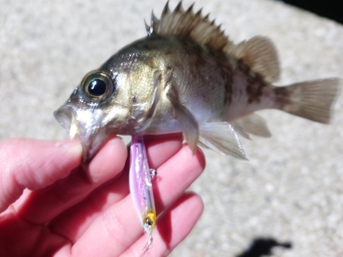 メバルの釣果