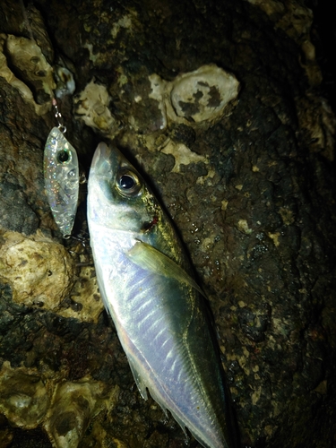 マアジの釣果