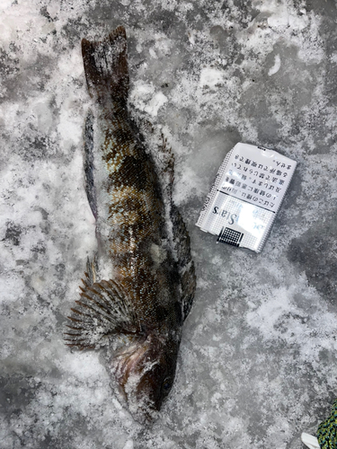 アイナメの釣果