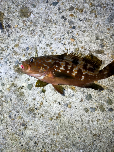 アコウの釣果