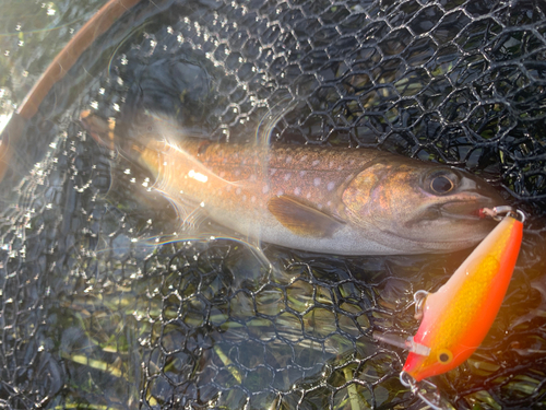 アメマスの釣果