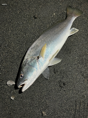 ニベの釣果