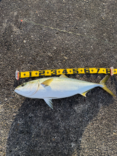 ブリの釣果