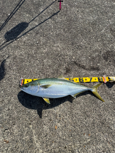 ブリの釣果