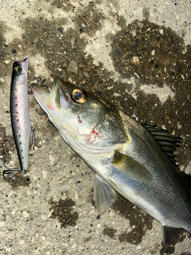 シーバスの釣果