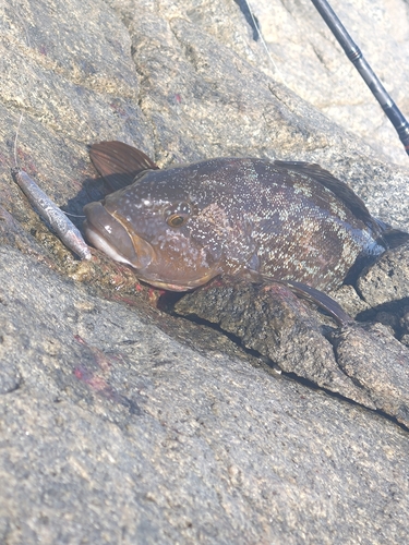 アイナメの釣果