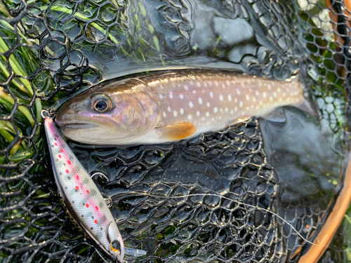 アメマスの釣果