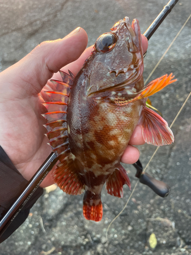 カサゴの釣果