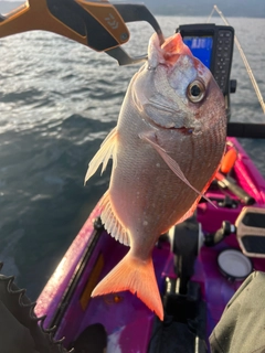 チダイの釣果