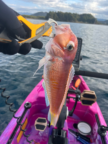 アマダイの釣果