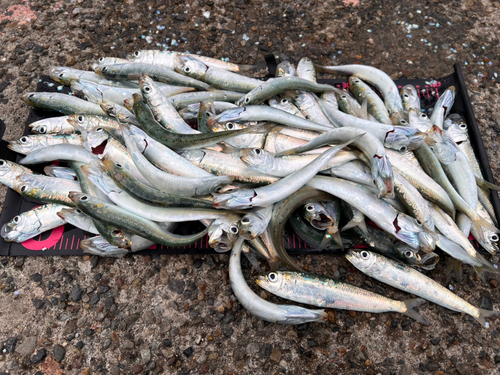 マイワシの釣果