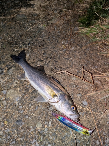 セイゴ（マルスズキ）の釣果