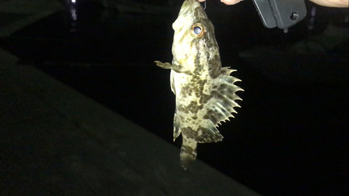 タケノコメバルの釣果