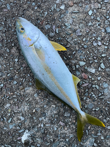 イナダの釣果