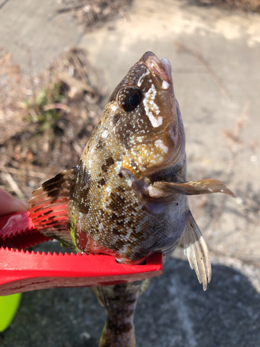 アイナメの釣果