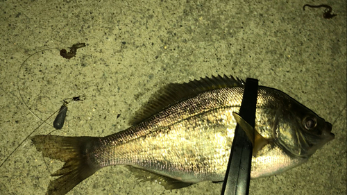 ウミタナゴの釣果