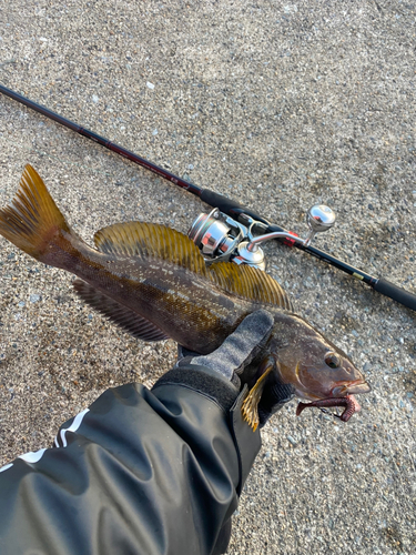 アイナメの釣果