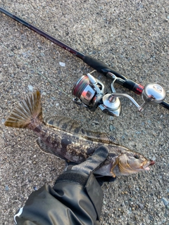 アイナメの釣果